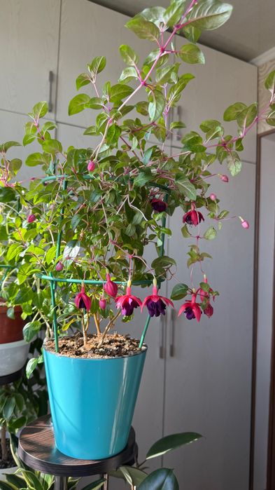 Продается фуксия