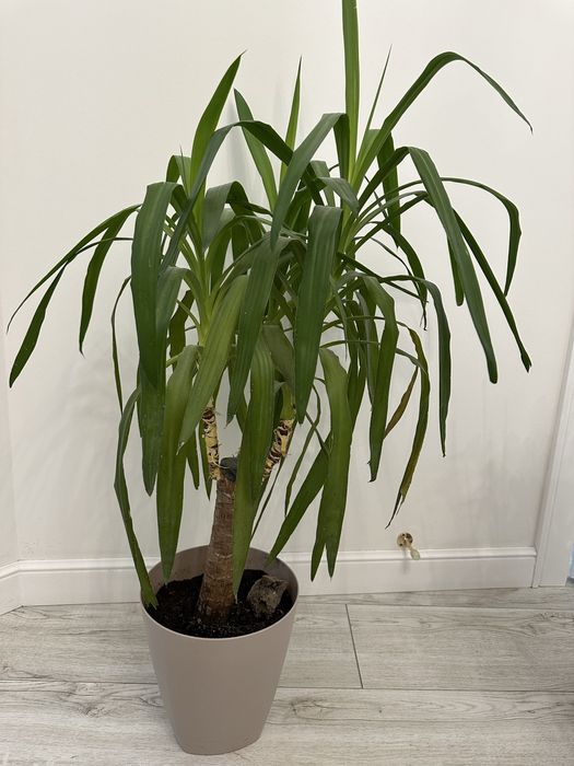 Продам драцену, высота 130 см