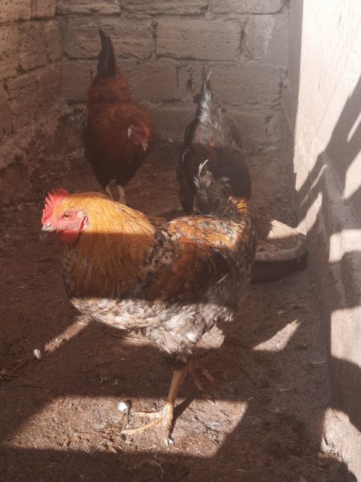 Петух/ Әтеш сатылады