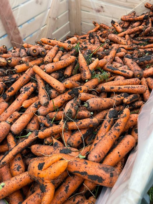 Morcov import  super calitate