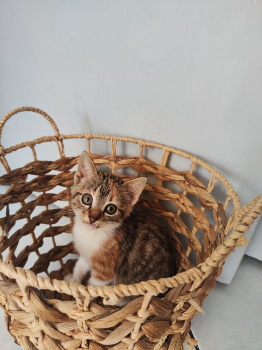 Donez pisicuță junior