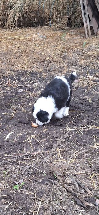 Cățelușa de Bucovina
