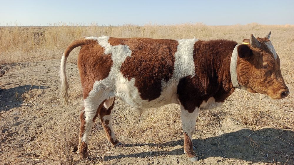 Атырау да дамбы селосында тұр