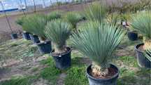 Yucca Rostrata 30-40cm de trunchi