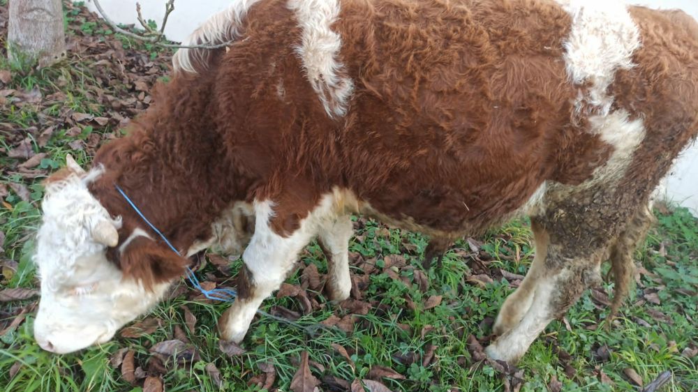 Vând tăuraș bun de montat vaci