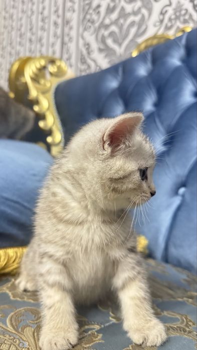 britan Shinshilla bolasi scottish