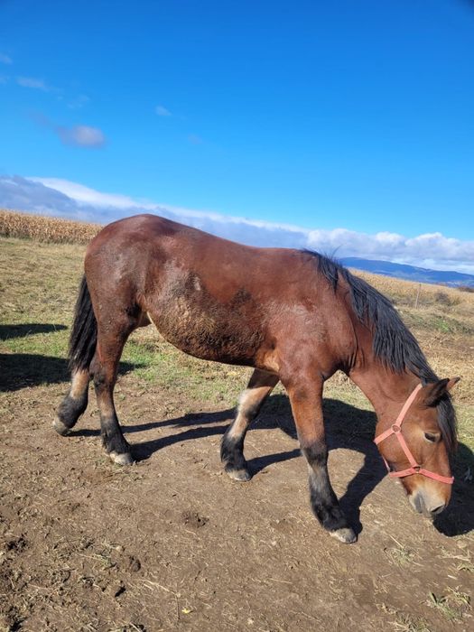 Vand manza de un an jumate