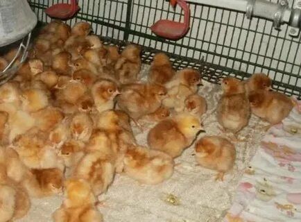 Продам цыплят ломан Браун одни курочки г Петропавловск доставка до дом