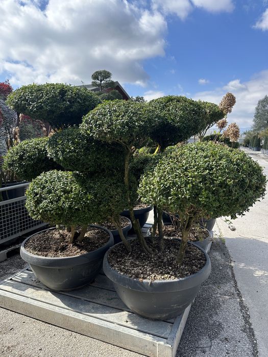 Plante ornamentale pentru spati verzi gradina terase etc