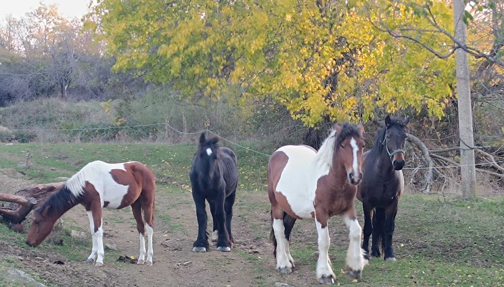 Продавам коне от породите Тинкер и Белгийски тежковоз