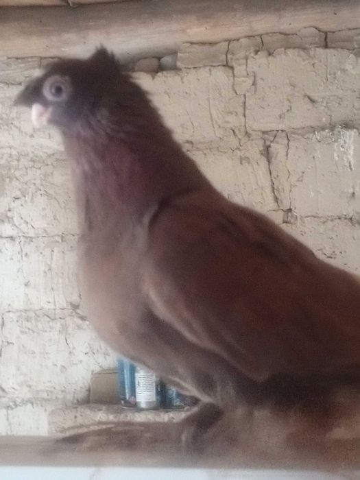 Обмен на пару такла