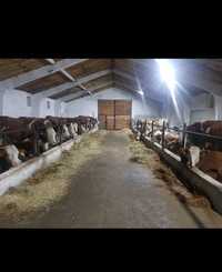 Требуется доярки скотники на молочную ферму