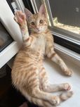 Котенок ищет нового хозяина