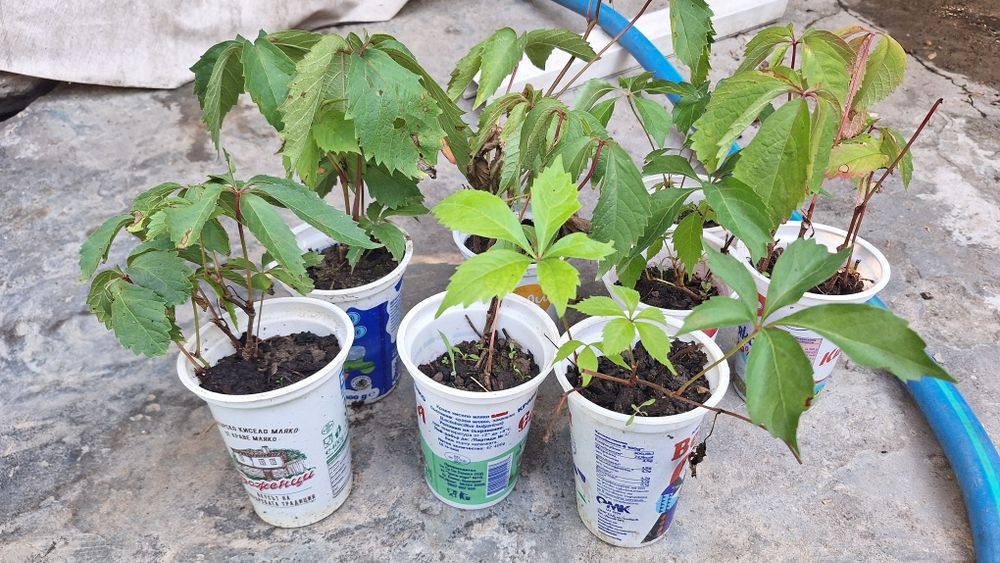 Продавам растения Дива лоза (Parthenocissus quinquefolia)