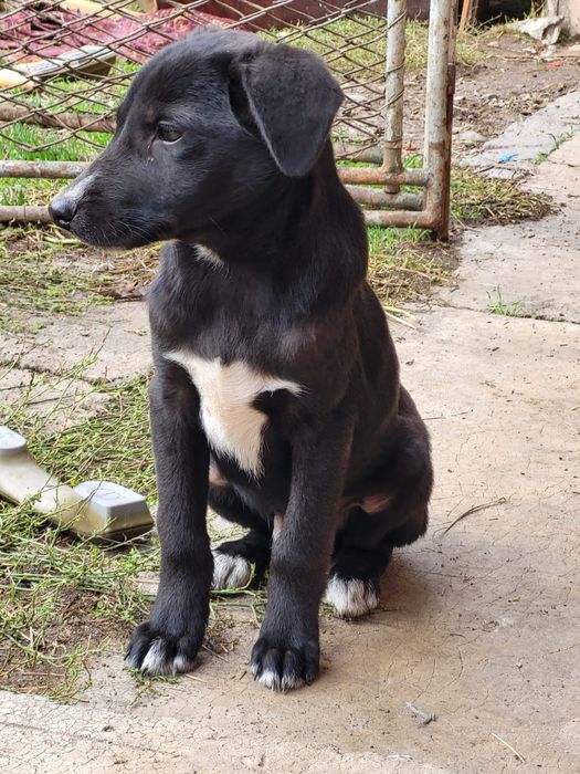 Catei pt adoptie responsabila