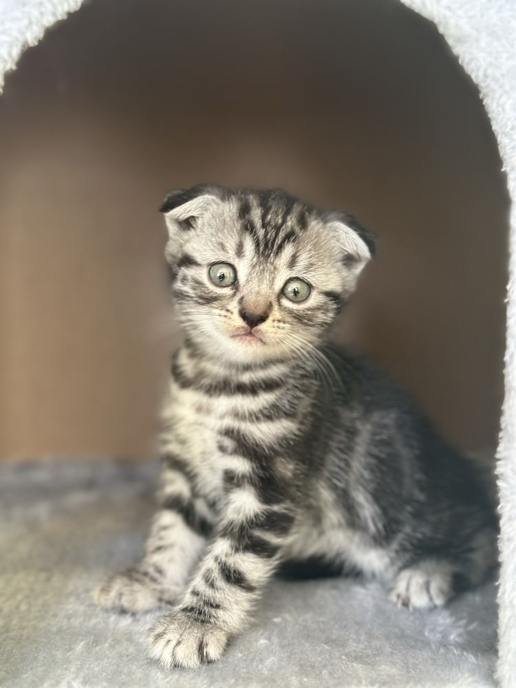 Pui de pisică British-Tabby