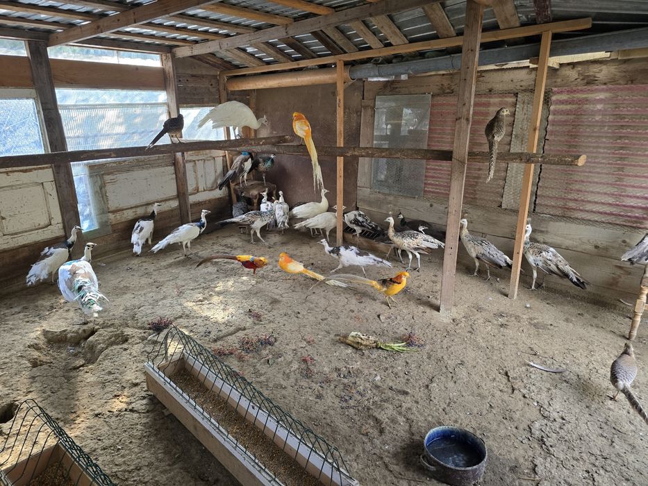 Vand pauni tineri 2025