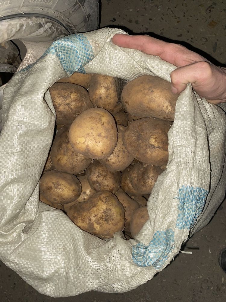 Продам домашние картошки (Катонские).Большие.мешок за 6000 тг