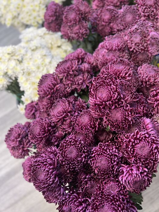 Оптом хризонтемы