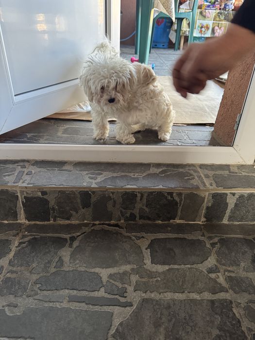 Bichon Maltez mini toy