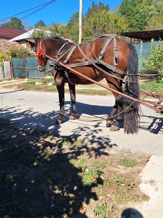 Vând iapa semigreu romanesc în vârstă de 4 ani