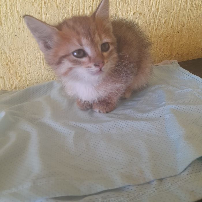 Котенок в добрые руки
