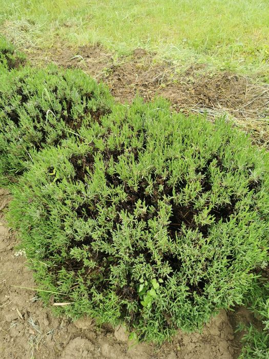 Tufe de lavandă intermedia x grosso