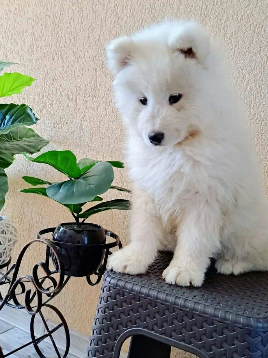 Samoyed superb puiuț