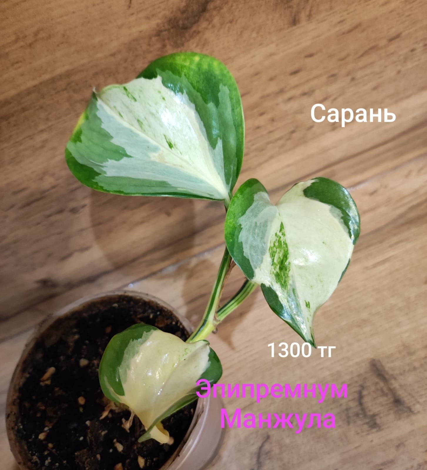 Мурайя,Цикламен,рипсалис