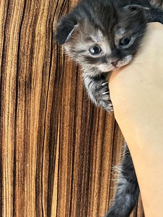 Котята породистые
