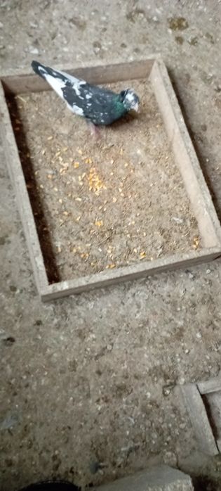 Голуби    Алматы