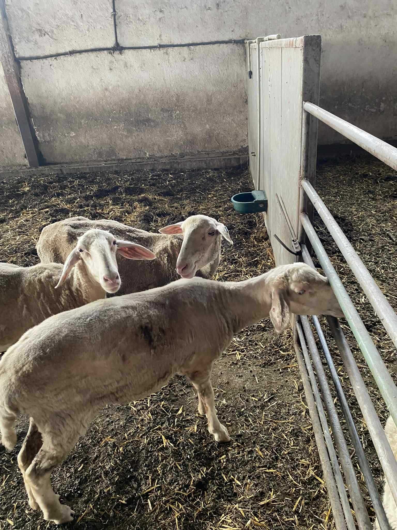 Продавам Доятни кози,шилета,Карлово