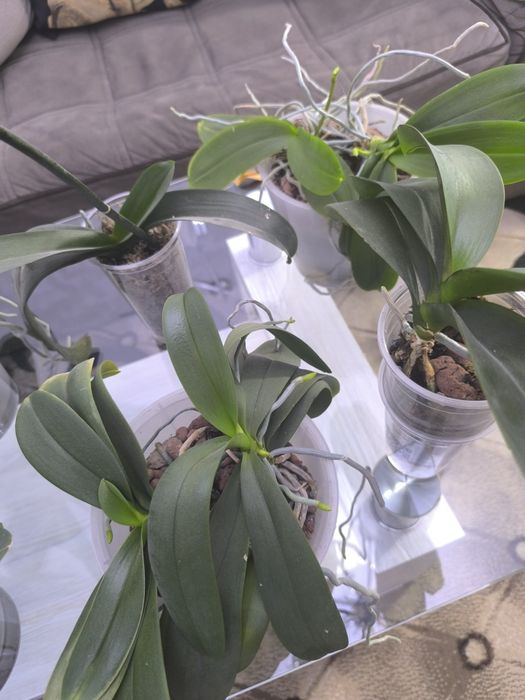 Продам свои орхидеи 10 штук