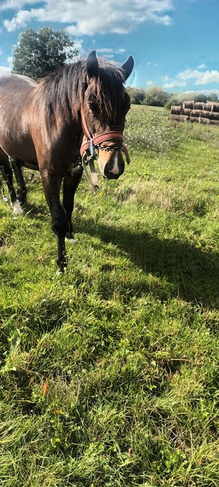 Vand sau schimb cu vitei