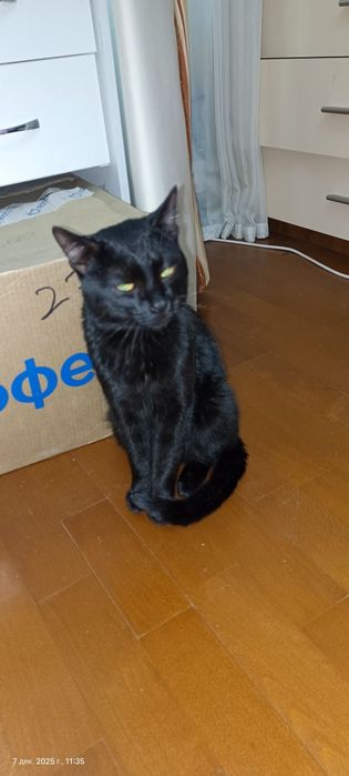 Отдам котика в добрые руки