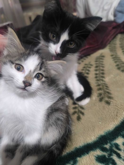 Hadya mushuklar latok biladi oyinqaro