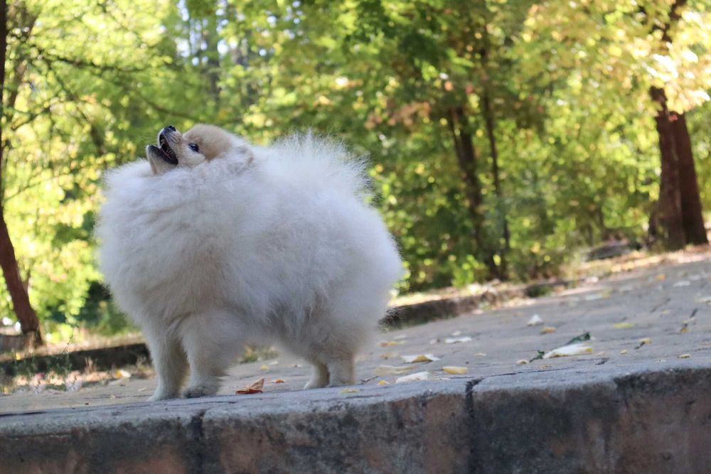 Уникално момиченце померан с родословие FCI