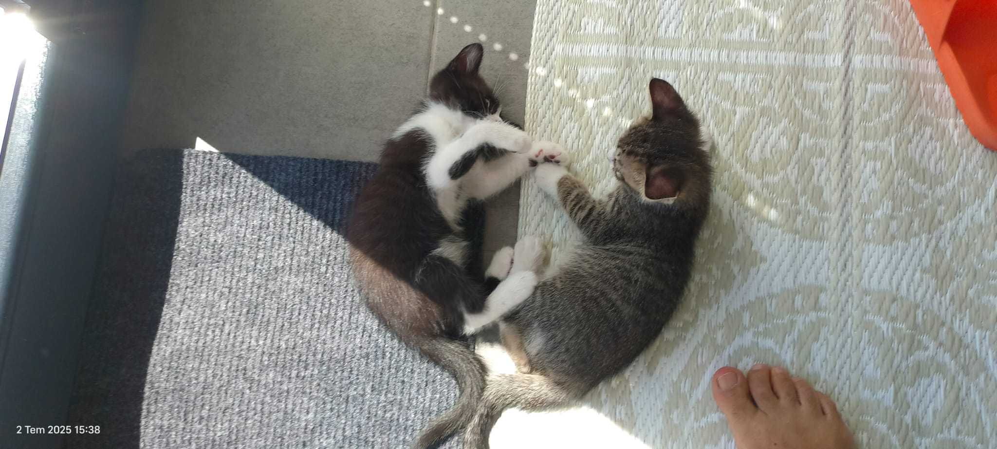 Pisicuţe Gratuite - 5 Puiuţi Adorabili Caută Cămin