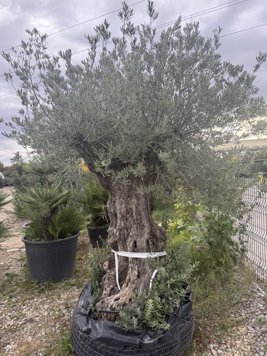 Maslini secular Pon pon ( bonsai )