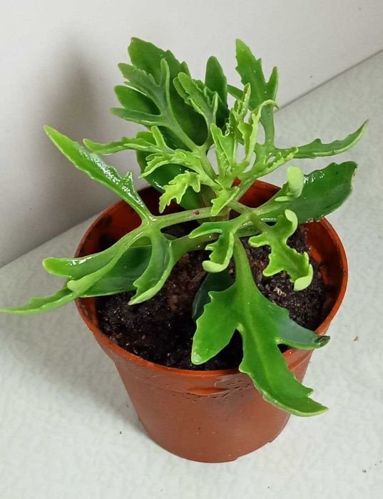 Продам. Лациниата - оленьи рожки.