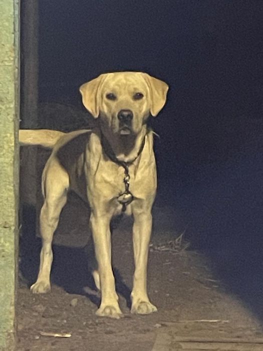 Отдам Лабрадора в ответственные руки