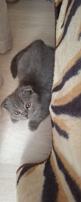 Продам 2-х месячного  котёнка с очень хорошим аппетитом