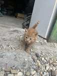 Подарявам котета