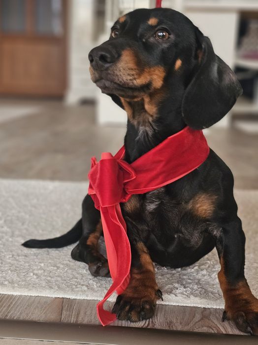 Cățelușă teckel de 6 luni – prietenoasă, jucăușă și iubitoare