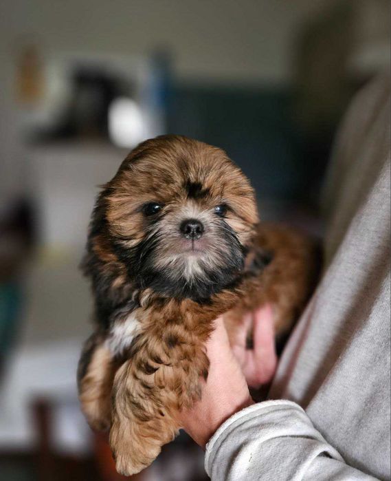 Cățeluș Shih Tzu în vârstă de 2,5 luni