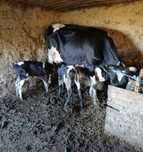 Vand vaca cu lapte cu doi vitei si tineret bovin
