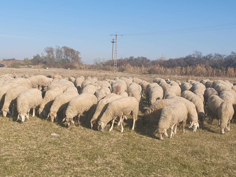 Vand 400 oi de carne, gestante,