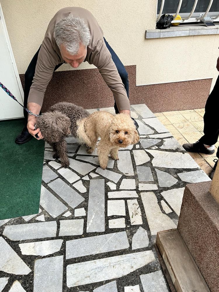 Породисти той пудели