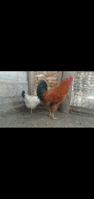 Кучин қораз сатылады,тұқымдыққа зор, союғада болады