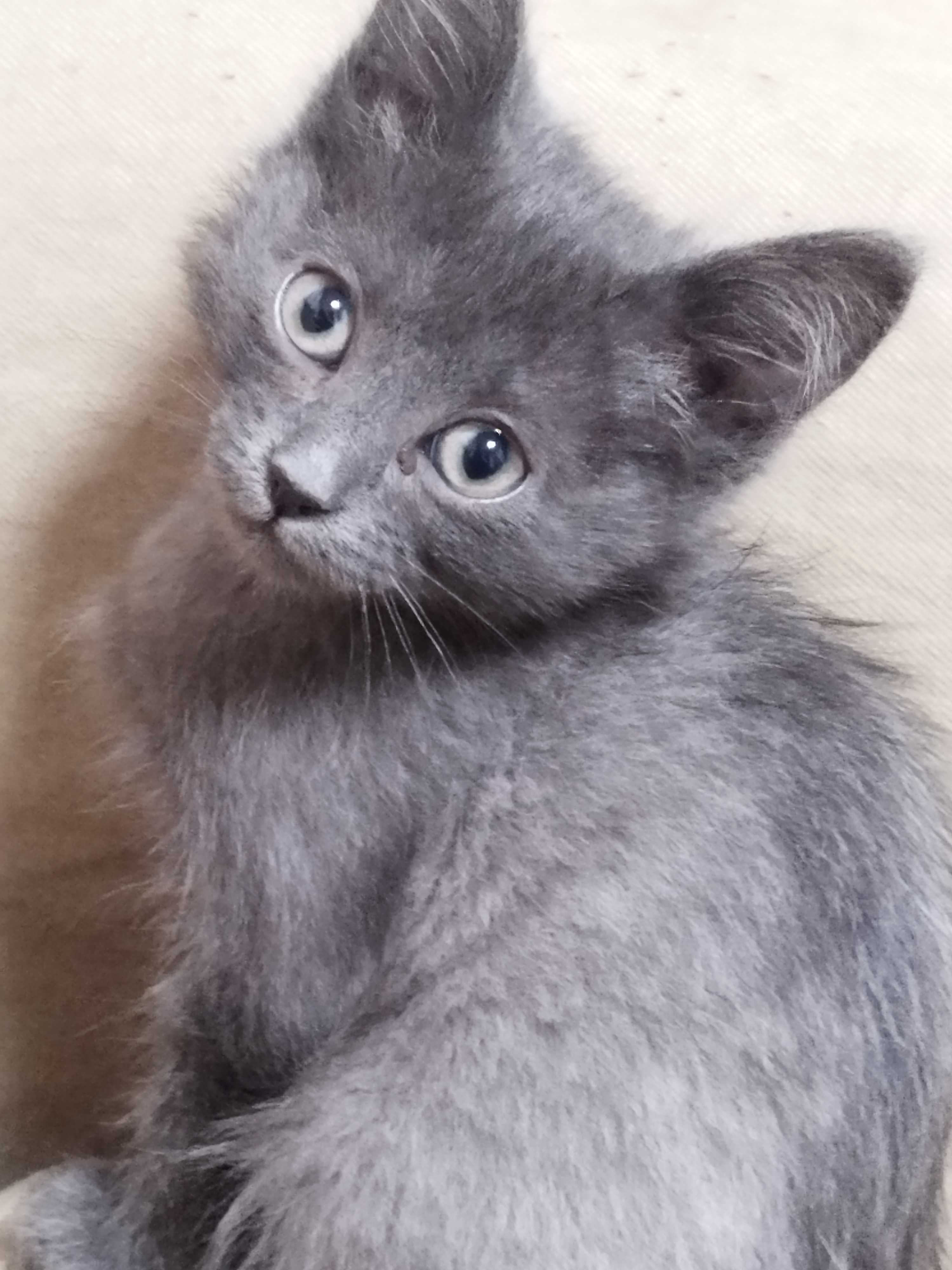 Котята Нибелунги